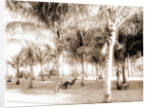 Cocoanut grove at McCormick's, Lake Worth, Fla, Jackson, McCormick's (Lake Worth, Fla.), Palms, United States, Florida, Lake Worth, 1880 by William Henry