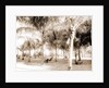 Cocoanut grove at McCormick's, Lake Worth, Fla, Jackson, McCormick's (Lake Worth, Fla.), Palms, United States, Florida, Lake Worth, 1880 by William Henry