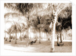 Cocoanut grove at McCormick's, Lake Worth, Fla, Jackson, McCormick's (Lake Worth, Fla.), Palms, United States, Florida, Lake Worth, 1880 by William Henry