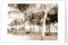 Cocoanut grove at McCormick's, Lake Worth, Fla, Jackson, McCormick's (Lake Worth, Fla.), Palms, United States, Florida, Lake Worth, 1880 by William Henry