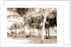 Cocoanut grove at McCormick's, Lake Worth, Fla, Jackson, McCormick's (Lake Worth, Fla.), Palms, United States, Florida, Lake Worth, 1880 by William Henry