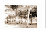 Cocoanut grove at McCormick's, Lake Worth, Fla, Jackson, McCormick's (Lake Worth, Fla.), Palms, United States, Florida, Lake Worth, 1880 by William Henry
