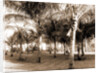 Cocoanut grove at McCormick's, Lake Worth, Fla, Jackson, McCormick's (Lake Worth, Fla.), Palms, United States, Florida, Lake Worth, 1880 by William Henry