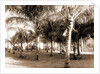 Cocoanut grove at McCormick's, Lake Worth, Fla, Jackson, McCormick's (Lake Worth, Fla.), Palms, United States, Florida, Lake Worth, 1880 by William Henry