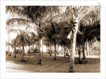 Cocoanut grove at McCormick's, Lake Worth, Fla, Jackson, McCormick's (Lake Worth, Fla.), Palms, United States, Florida, Lake Worth, 1880 by William Henry