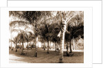 Cocoanut grove at McCormick's, Lake Worth, Fla, Jackson, McCormick's (Lake Worth, Fla.), Palms, United States, Florida, Lake Worth, 1880 by William Henry