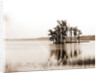 Lake Louise near Seville, Fla, Jackson, Islands, Lakes & ponds, United States, Florida, Louise, Lake, United States, Florida, Seville, 1880 by William Henry