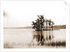 Lake Louise near Seville, Fla, Jackson, Islands, Lakes & ponds, United States, Florida, Louise, Lake, United States, Florida, Seville, 1880 by William Henry