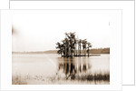 Lake Louise near Seville, Fla, Jackson, Islands, Lakes & ponds, United States, Florida, Louise, Lake, United States, Florida, Seville, 1880 by William Henry