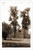 Florida pines, Jackson, Pines, Spanish moss, United States, Florida, 1880 by William Henry