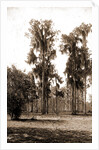 Florida pines, Jackson, Pines, Spanish moss, United States, Florida, 1880 by William Henry