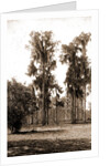 Florida pines, Jackson, Pines, Spanish moss, United States, Florida, 1880 by William Henry