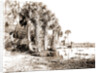 Shore line along Lake George, Fla, Jackson, Palms, Lakes & ponds, United States, Florida, 1880 by William Henry