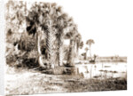 Shore line along Lake George, Fla, Jackson, Palms, Lakes & ponds, United States, Florida, 1880 by William Henry