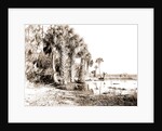 Shore line along Lake George, Fla, Jackson, Palms, Lakes & ponds, United States, Florida, 1880 by William Henry
