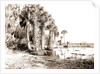 Shore line along Lake George, Fla, Jackson, Palms, Lakes & ponds, United States, Florida, 1880 by William Henry