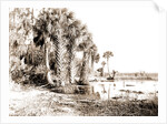 Shore line along Lake George, Fla, Jackson, Palms, Lakes & ponds, United States, Florida, 1880 by William Henry