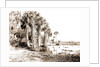 Shore line along Lake George, Fla, Jackson, Palms, Lakes & ponds, United States, Florida, 1880 by William Henry