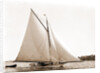 Lassie (Cutter), 1881 by Anonymous