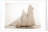 Alcaea (Schooner), 1892 by Anonymous