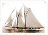 Alcaea (Schooner), 1892 by Anonymous