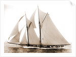 Alcaea (Schooner), 1892 by Anonymous