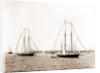 N.Y.Y.C. fleet, Vineyard Haven, New York Yacht Club, Yacht clubs, Massachusetts, Vineyard Haven, 1892 by Anonymous