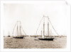 N.Y.Y.C. fleet, Vineyard Haven, New York Yacht Club, Yacht clubs, Massachusetts, Vineyard Haven, 1892 by Anonymous
