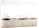 N.Y.Y.C. fleet, Vineyard Haven, August 7, '92, New York Yacht Club, Yacht clubs, Massachusetts, Vineyard Haven, 1892 by Anonymous