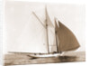 Alcaea (Schooner), 1892 by Anonymous