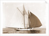 Alcaea (Schooner), 1892 by Anonymous