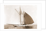 Alcaea (Schooner), 1892 by Anonymous