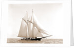 Foam (Schooner), 1880 by Anonymous