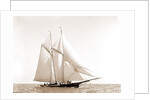 Foam (Schooner), 1880 by Anonymous