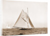 Shamrock I, setting top sail by Anonymous