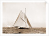Shamrock I, setting top sail by Anonymous