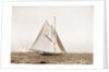 Shamrock I, setting top sail by Anonymous