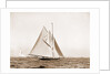 Shamrock I, setting top sail by Anonymous