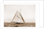 Shamrock I, setting top sail by Anonymous