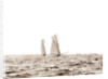 Columbia and Shamrock I, a luffing match, Columbia (Sloop), Shamrock I (Yacht) by Anonymous