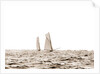 Columbia and Shamrock I, a luffing match, Columbia (Sloop), Shamrock I (Yacht) by Anonymous
