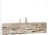 Columbia and Shamrock I, luffing into the excursion fleet, Columbia (Sloop), Shamrock I (Yacht) by Anonymous