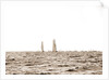Columbia and Shamrock I, luffing into the excursion fleet, Columbia (Sloop), Shamrock I (Yacht) by Anonymous
