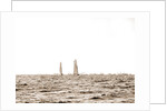 Columbia and Shamrock I, luffing into the excursion fleet, Columbia (Sloop), Shamrock I (Yacht) by Anonymous