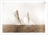Shamrock and Columbia maneuvering for the start, Columbia (Sloop), Shamrock I (Yacht) by Anonymous