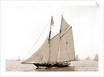 Latona (Schooner), 1900 by Anonymous