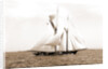 Ramona (Schooner), 1888 by Anonymous