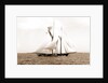 Ramona (Schooner), 1888 by Anonymous