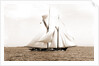 Ramona (Schooner), 1888 by Anonymous