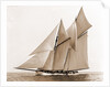 Mayflower (Schooner), 1891 by Anonymous